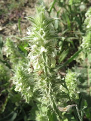 Stachys ocymastrum