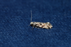 Nemapogon granella