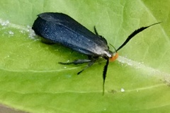 Dichomeris nonstrigella