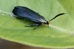 Dichomeris nonstrigella