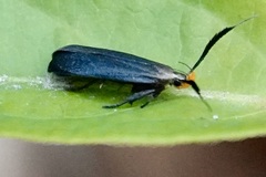 Dichomeris nonstrigella