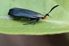 Dichomeris nonstrigella