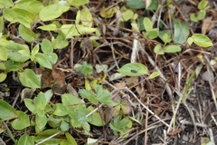 Dichomeris nonstrigella