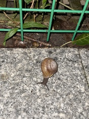 Camaena cicatricosa