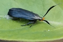 Dichomeris nonstrigella