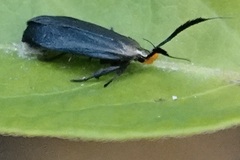 Dichomeris nonstrigella