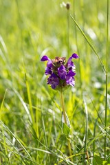 Prunella grandiflora