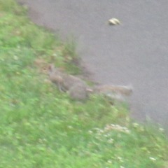 Sciurus carolinensis