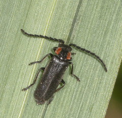 Polemius denticornis