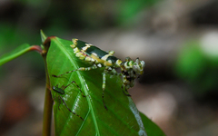 Callibia diana