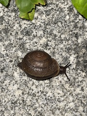 Camaena cicatricosa