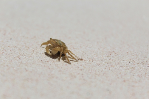 Gulfweed crab