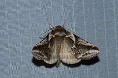Habrosyne scripta