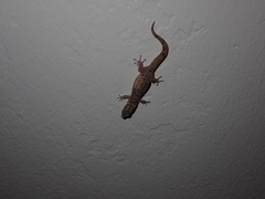 Sphaerodactylus