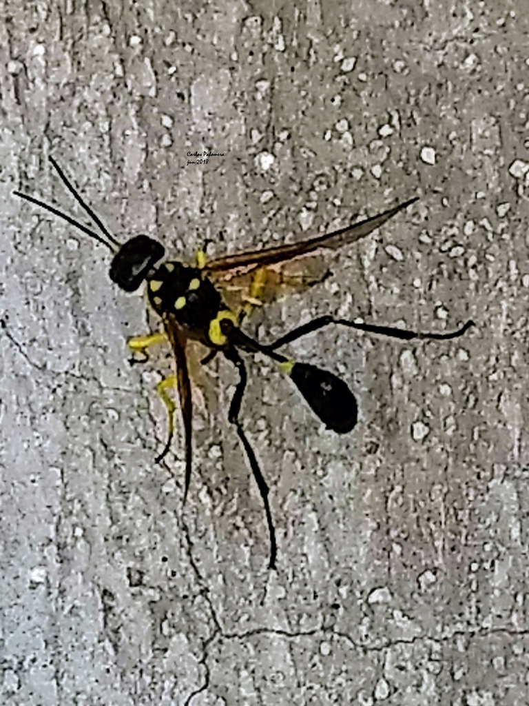 Pristaulacus auricomus