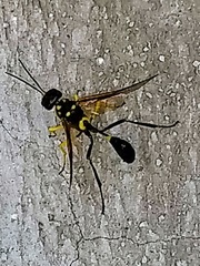 Pristaulacus auricomus