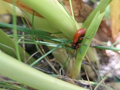 Lilioceris merdigera