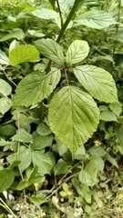 Rubus rudis