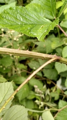 Rubus rudis