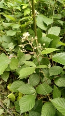 Rubus rudis