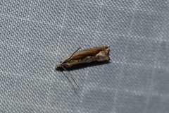 Ancylis diminuatana