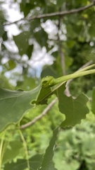 Pemphigus populicaulis