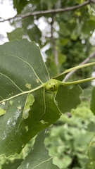 Pemphigus populicaulis