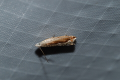 Ancylis diminuatana