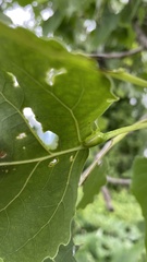 Pemphigus populicaulis