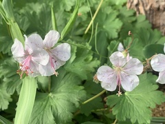 Geranium × cantabrigiense