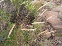 Tenaxia disticha