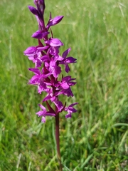 Dactylorhiza traunsteineri