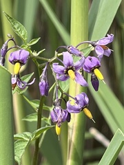 Solanum dulcamara