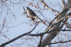 Hypsipetes amaurotis