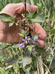 Solanum dulcamara