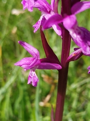 Dactylorhiza traunsteineri