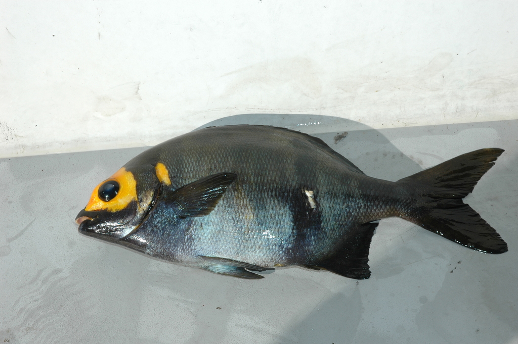 Photo of Bermuda chub (Kyphosus sectatrix)