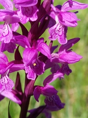 Dactylorhiza traunsteineri
