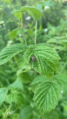 Hydrophoria lancifer