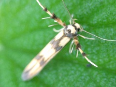 Stathmopoda pedella