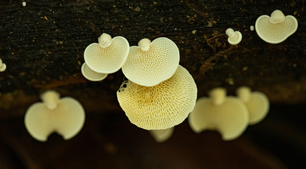 Panellus pusillus · May 2022 · photo: © deniszabin (iNaturalist, cc-by)