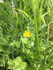 Erythranthe michiganensis