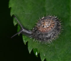 Helicodonta obvoluta