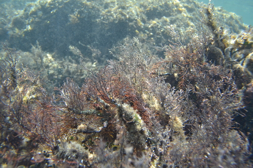 Červené riasy (Rhodophyta)