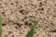 Chaetodera laetescripta