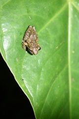 Pseudophilautus popularis