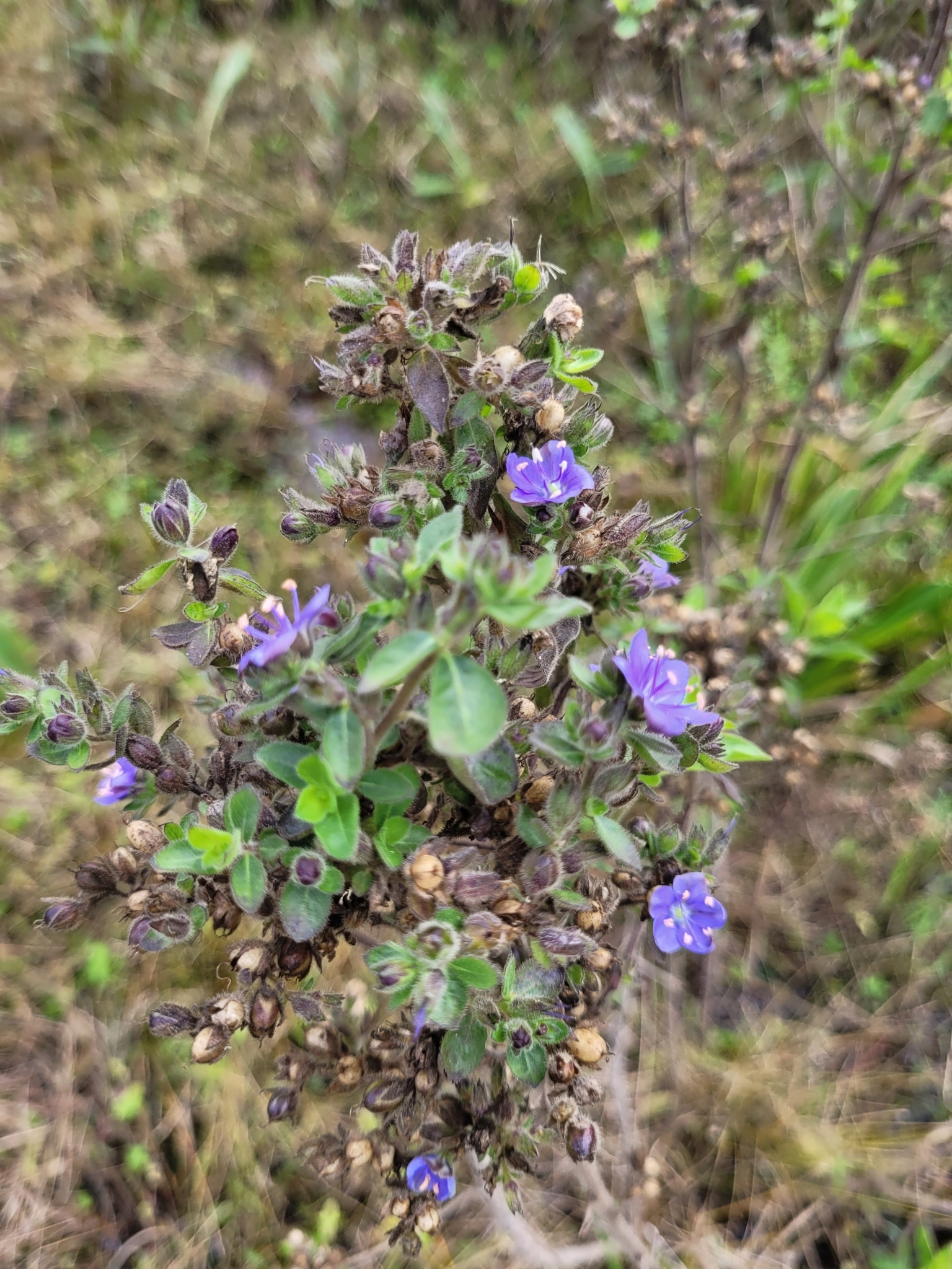 Hydrolea spinosa