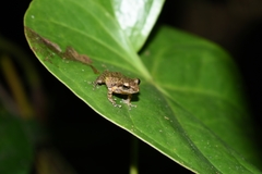 Pseudophilautus popularis