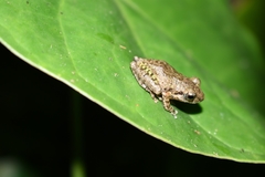 Pseudophilautus popularis