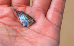 Carnegiella strigata